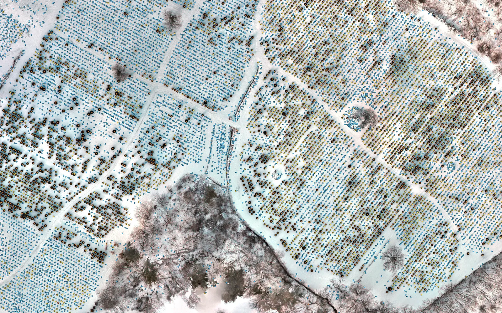 A snow-covered tree farm from above, with every tree we found marked and colored by size