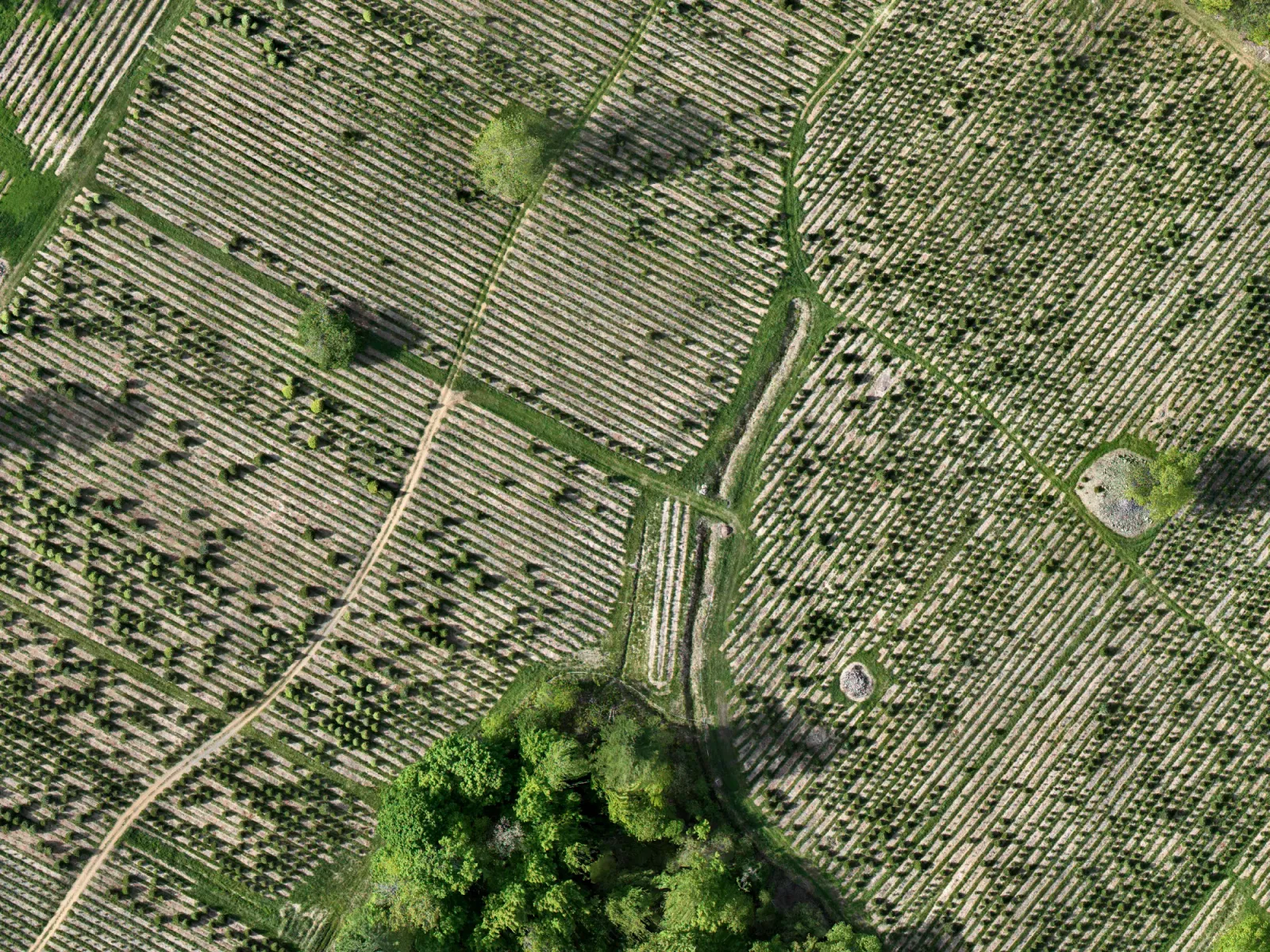 Aerial map of tree farm blocks in late spring, showing the rows, lanes and block edges
